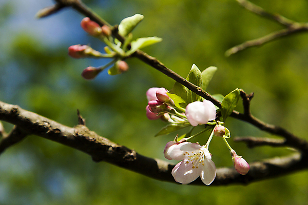 포토 JPG 해외이미지 나무 식물 계절 꽃잎 꽃 줄기 분홍색 백그라운드 잎 꽃무늬 농업 과일 자연 하늘 사람없음 야외 장식 초록색 파란색 새싹 정원 봄 성장 벚꽃 흰색 나뭇가지 시골 신선 개화 체리 사과 과수원 원예 내추럴 고립 꽃수술 해외202004 해외포토 산업 컬러 무늬 취미 생태계 파일형식 이미지허브