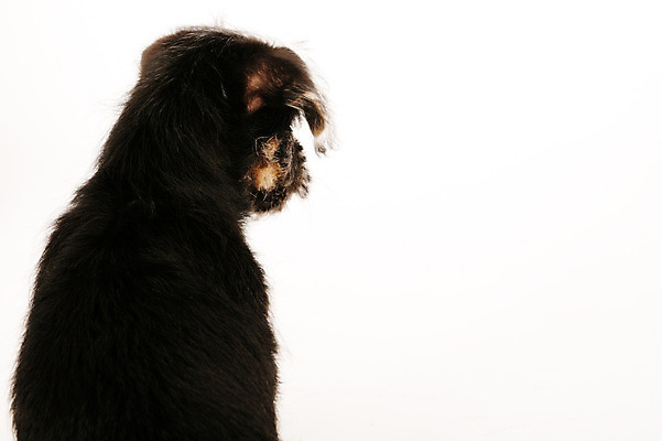 포토 JPG 해외이미지 동물 새끼 백그라운드 생물 사람없음 반려동물 흰색 개 강아지 자르기 윤곽 고립 동반자 카피스페이스 차단 해외202004 해외포토 컬러 포유류 모션 공백 파일형식 이미지허브