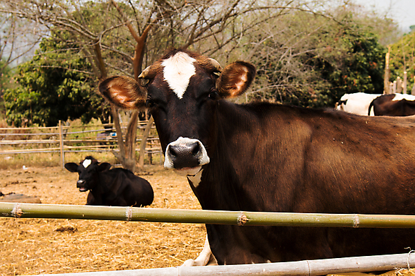 포토 JPG 해외이미지 동물 백그라운드 밭 농업 자연 하늘 뿔 육류 사람없음 초록색 농장 농경지 검은색 가축 소고기 우유 흰색 시골 점 소 군중 먹이 방목 황소 젖 송아지 외양간 기르기 밭일 찰과상 해외202004 해외포토 산업 새끼 컬러 식재료 포유류 유제품 사람 축산업 상처 생태계 돌봄 파일형식 이미지허브