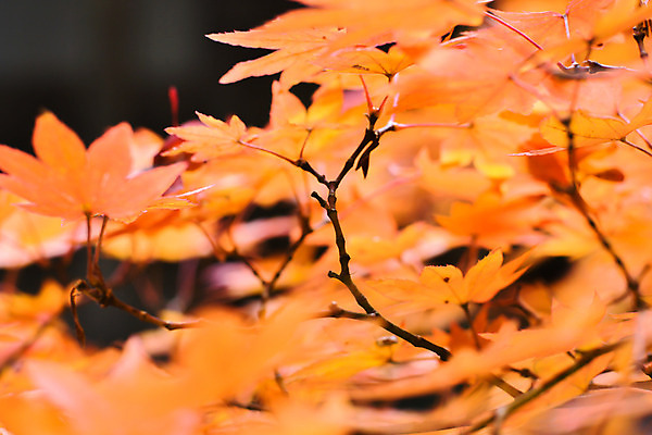 포토 JPG 해외이미지 나무 식물 계절 공원 여행 백그라운드 단풍 잎 오렌지 자연 하늘 추상 풍경 사람없음 야외 빨간색 초록색 파란색 빛 컬러풀 햇빛 노란색 정원 일본 가을 나뭇가지 황금 숲 질감 장면 내추럴 교토 해외202004 해외포토 공공시설 아시아 컬러 무늬 과일 태양 생태계 파일형식 이미지허브