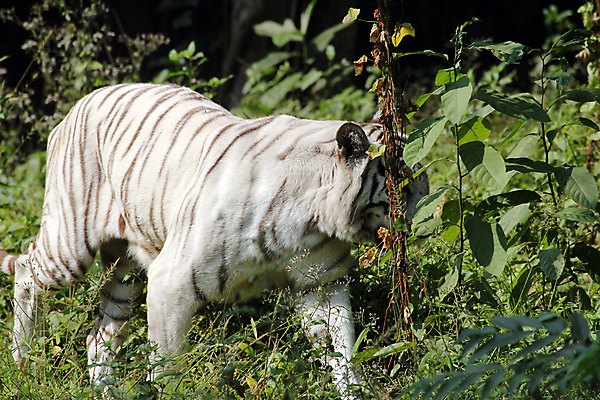 포토 JPG 해외이미지 주간 식물 한마리 야생동물 잎 동물원 사람없음 야외 맹수 백호 해외202004 해외포토 자연요소 동물 1 호랑이 파일형식 사방신 이미지허브