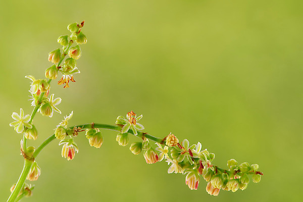 포토 JPG 해외이미지 식물 계절 꽃 자연 사람없음 야외 초록색 여름 맑음 봄 들꽃 성장 벚꽃 나뭇가지 개화 해외202004 해외포토 나무 컬러 날씨 생태계 파일형식 이미지허브