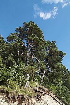 포토 JPG 해외이미지 나무 식물 자연 풍경 경사 사람없음 야외 여름 황무지 숲 언덕 리투아니아 생태학 흉터 해외202004 해외포토 계절 교육 유럽 상처 생태계 파일형식 이미지허브