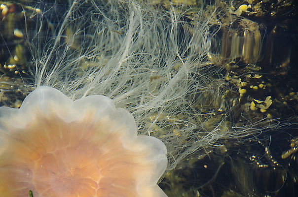 포토 JPG 해외이미지 동물 유럽 바다 자연 표면 노르웨이 사람없음 야외 가로 물 수중 수영 가을 큼 해파리 8월 내추럴 해외202004 해외포토 자연요소 계절 나라 수상스포츠 날짜 자포동물 크기 생태계 파일형식 이미지허브