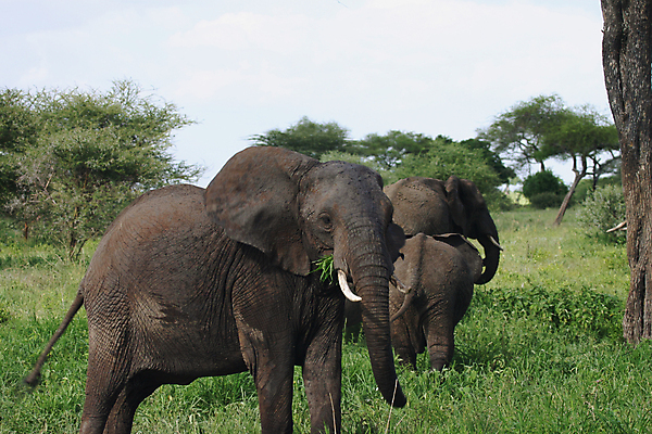 포토 JPG 해외이미지 동물 야생동물 아프리카 코끼리 사람없음 탄자니아 해외202004 해외포토 나라 포유류 파일형식 이미지허브