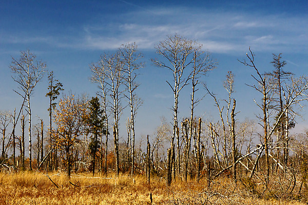포토 JPG 해외이미지 나무 잎 자연 바람 날씨 사람없음 컬러풀 손상 소나무 숲 내추럴 재앙 해외202004 해외포토 자연요소 식물 컬러 컨셉 생태계 파일형식 이미지허브