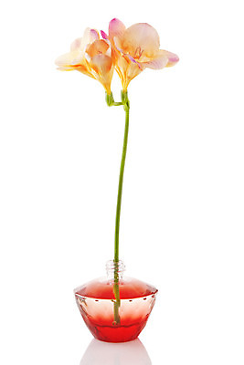 포토 JPG 해외이미지 라이프스타일 여자 꽃 분홍색 백그라운드 자연 유리 휴식 건강 선물 사람없음 치료 장미 반사 유행 스파 목욕 화장품 흰색 신선 액체 고급 피부 향수 순수 피부관리 향기 냄새 아로마 비누 공상 아로마테라피 내추럴 고립 돌봄 수분크림 에센스 위생관리 쾰른 해외202004 해외포토 식물 컬러 컨셉 의학 모션 재질 독일 관리 사람 생활 신체부위 위생용품 뷰티 청결 생태계 테라피 파일형식 이미지허브