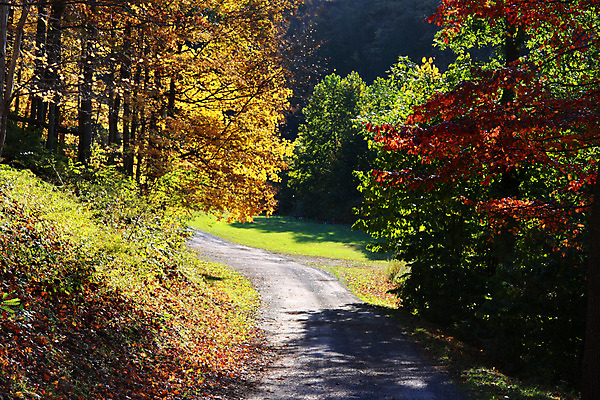 포토 JPG 해외이미지 나무 식물 공원 도로 길 여행 백그라운드 잎 오렌지 자국 자연 벽지 아침 풍경 사람없음 야외 빨간색 초록색 여름 빛 컬러풀 평화 일출 환경 맑음 봄 산책 가을 나뭇가지 시골 신선 숲 마법 내추럴 강렬 방법 선로 해외202004 해외포토 주간 계절 공공시설 컬러 컨셉 과일 교통시설 날씨 휴식 노을 생태계 파일형식 이미지허브