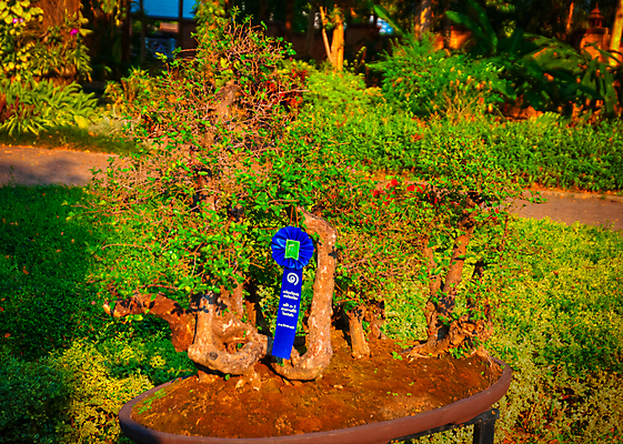 포토 JPG 해외이미지 나무 식물 전통 아시아 문화 백그라운드 컨셉 잎 농업 불교 자연 버튼 주택 실내 미술 동양인 사람없음 초록색 환경 정원 일본 중국 성장 나뭇가지 보호 냄비 작음 균형 상록수 분재 개발 돌봄 인내 제어 세련 해외202004 해외포토 나라 산업 종교 컬러 모션 문화예술 인종 내부 건물 솥 크기 생태계 파일형식 이미지허브