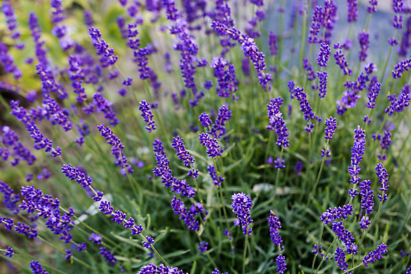 포토 JPG 해외이미지 식물 계절 공원 꽃 산업 백그라운드 밭 농업 사람없음 야외 여름 정원 보라색 이탈리아 프랑스 시골 개화 벌 허브 제비꽃 향수 유기농 향기 아로마 향 아로마테라피 내추럴 프랑스어 밭일 생태학 토스카나 프로방스 해외202004 해외포토 문자 웰빙 공공시설 교육 유럽 컬러 곤충 화장품 냄새 테라피 파일형식 이미지허브