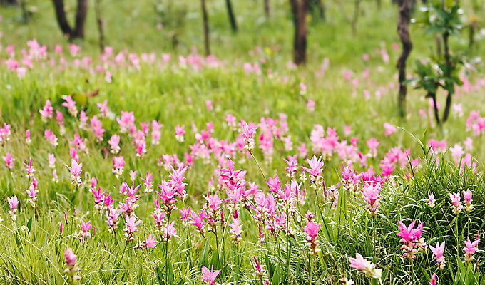 포토 JPG 해외이미지 식물 계절 꽃잎 꽃 감정 아시아 문화 줄기 분홍색 여행 잎 꽃무늬 태국 자연 사람없음 초록색 여름 컬러풀 귀여움 정원 보라색 봄 튤립 벚꽃 흰색 신선 싱글 내추럴 고립 영원 해외202004 해외포토 나라 컬러 컨셉 무늬 생태계 파일형식 이미지허브