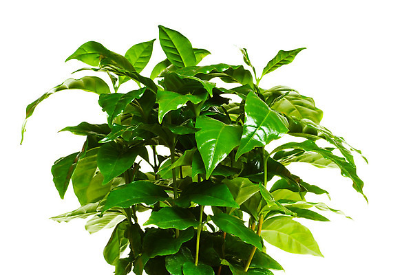 포토 JPG 해외이미지 나무 식물 라이프스타일 디자인 커피 잎 농업 자연 새로움 건강 사람없음 초록색 갈색 성장 흰색 시골 거친 작음 향기 개발 고립 모종 묘목 세련 해외202004 해외포토 산업 음료 컬러 컨셉 생활 크기 생태계 냄새 파일형식 이미지허브