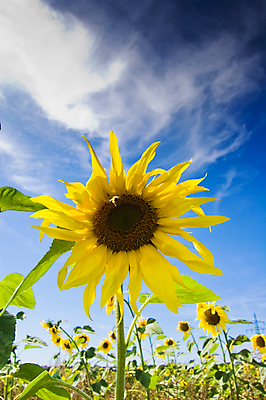 포토 JPG 해외이미지 식물 계절 꽃 잎 꽃무늬 밭 농업 오렌지 자연 하늘 해바라기 씨앗 사람없음 야외 초록색 여름 파란색 빛 컬러풀 태양 노란색 정원 맑음 봄 활발 벚꽃 흰색 시골 원예 꽃가루 내추럴 밭일 해외202004 해외포토 자연요소 산업 컬러 컨셉 무늬 과일 날씨 취미 가루 생태계 파일형식 이미지허브