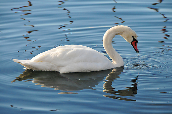 포토 JPG 해외이미지 주간 한마리 호수 사람없음 백조 해외202004 해외포토 자연요소 1 조류 파일형식 이미지허브