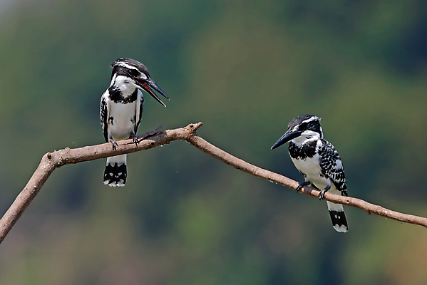 포토 JPG 해외이미지 나무 동물 여자 남자 아시아 얼굴 야생동물 백그라운드 날개 자연 조류 사람없음 야외 목재 가로 초록색 컬러풀 머리 환경 나뭇가지 막대기 닫기 숲 깃털 꼬리 부리 서식지 물총새 생태학 이국적 해외202004 해외포토 식물 교육 나라 컬러 재료 모션 사람 신체부위 생태계 파일형식 이미지허브