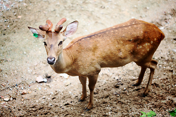 포토 JPG 해외이미지 동물 아시아 야생동물 밭 포유류 태국 자연 사슴 뿔 동물원 사람없음 야외 갈색 달러 사파리 손목시계 사냥꾼 해외202004 해외포토 직업 나라 시계 컬러 돈 농업 장신구 생태계 파일형식 이미지허브