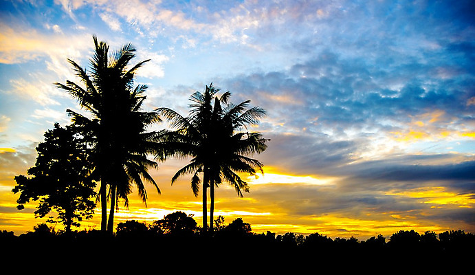 포토 JPG 해외이미지 나무 실루엣 여행 백그라운드 밭 오렌지 자연 벽지 하늘 풍경 사람없음 야외 농장 일출 일몰 안개 시골 수평선 해외202004 해외포토 식물 농업 과일 날씨 촬영기법 노을 생태계 파일형식 이미지허브