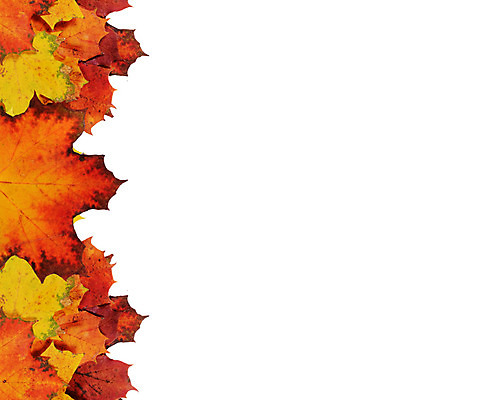 포토 JPG 해외이미지 나무 계절 단풍 잎 오렌지 자연 프레임 사람없음 빨간색 초록색 노란색 가을 흰색 묘사 고립 카피스페이스 해외202004 해외포토 식물 컬러 과일 공백 생태계 파일형식 이미지허브