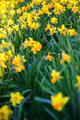 포토 JPG 해외이미지 계절 꽃 사람없음 초록색 컬러풀 노란색 봄 수선화 해외202004 해외포토 식물 컬러 파일형식 이미지허브