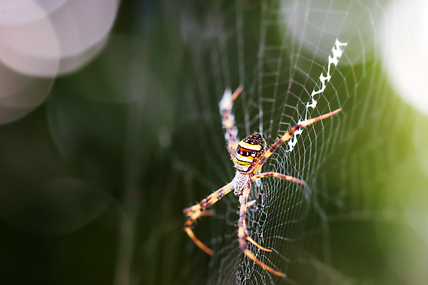 포토 JPG 해외이미지 동물 야생동물 곤충 백그라운드 십자가 패턴 절지류 건축양식 태국 자연 아침 생물 사람없음 야외 초록색 빛 정원 웹 줄무늬 그물 네트워크 성자 벌레 무서움 흉부 묘사 질감 육식동물 거미 올가미 송곳니 동물상 블러 어려움 주거지 해외202004 해외포토 주간 건축 감정 아시아 종교 컬러 무늬 인터넷 조형물 호흡기관 치아 생태계 파일형식 이미지허브
