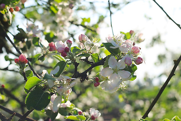 포토 JPG 해외이미지 나무 식물 계절 꽃잎 꽃 줄기 분홍색 백그라운드 잎 꽃무늬 과일 자연 벽지 하늘 사람없음 야외 장식 초록색 파란색 빛 햇빛 태양 정원 맑음 봄 벚꽃 광선 흰색 나뭇가지 신선 작업 개화 사과 농부 수분 원예 꽃가루 내추럴 꽃수술 해외202004 해외포토 자연요소 직업 컬러 무늬 날씨 취미 가루 생태계 파일형식 이미지허브