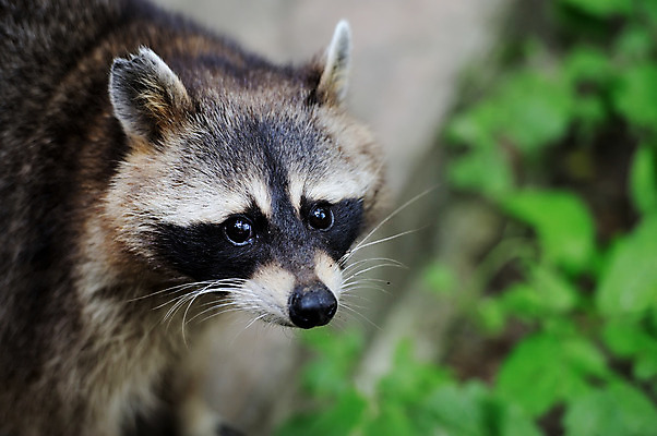 포토 JPG 해외이미지 나무 동물 응시 공원 얼굴 야생동물 새끼 잎 곰 포유류 자연 수염 털 종류 가면 사람없음 야외 갈색 머리 검은색 아기 숲 작음 모피 호기심 코 경보 해외202004 해외포토 식물 시선 공공시설 감정 컬러 컨셉 사람 신체부위 크기 생태계 파일형식 이미지허브