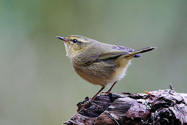 포토 JPG 해외이미지 나무 동물 여자 남자 아시아 얼굴 야생동물 백그라운드 날개 자연 조류 사람없음 야외 목재 가로 초록색 컬러풀 머리 환경 나뭇가지 막대기 닫기 숲 깃털 꼬리 부리 서식지 생태학 이국적 해외202004 해외포토 식물 교육 나라 컬러 재료 모션 사람 신체부위 생태계 파일형식 이미지허브