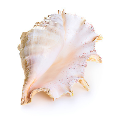 포토 JPG 해외이미지 모양 동물 야생동물 바다 백그라운드 패턴 자연 조개 연체동물 사람없음 장식 껍질 흰색 자르기 오브젝트 기념품 고립 해외202004 해외포토 컬러 무늬 모션 어패류 무척추동물 생태계 파일형식 이미지허브