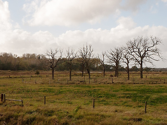 포토 JPG 해외이미지 나무 식물 디자인 계절 실루엣 백그라운드 컨셉 밭 자연 하늘 날씨 추상 건조 미술 풍경 사람없음 목재 파란색 환경 검은색 가을 흰색 나뭇가지 죽음 고독 숲 큼 나무껍질 가뭄 내추럴 고립 벌거벗은 생태학 엘리먼트 옛날 평야 혼자 해외202004 해외포토 교육 감정 컬러 무늬 농업 재료 문화예술 촬영기법 껍질 크기 생태계 파일형식 이미지허브