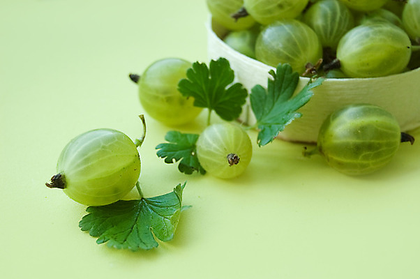 포토 JPG 해외이미지 그릇 사람없음 초록색 담기 구스베리 해외202004 해외포토 식기 열매 컬러 모션 파일형식 이미지허브