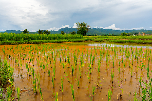 포토 JPG 해외이미지 식물 직업 아시아 문화 음식 여행 잎 농업 태국 자연 밥 노동자 산 사람 동양인 풍경 사람없음 야외 초록색 물 농장 환경 수확 성장 시골 업무 농부 낟알 시리얼 수집 장면 논밭 밭일 줄서기 해외202004 해외포토 자연요소 나라 산업 컬러 밭 모션 논 인종 작업 생태계 파일형식 이미지허브