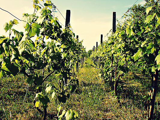 포토 JPG 해외이미지 음식 잎 농업 과일 포도 건강 사람없음 초록색 와인 주스 가을 포도밭 포도나무 양조장 해외202004 해외포토 식물 계절 산업 음료 컬러 밭 주류 과일나무 파일형식 이미지허브