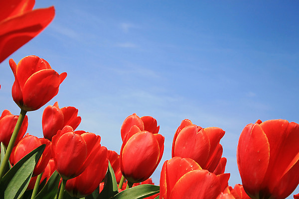 포토 JPG 해외이미지 식물 계절 꽃잎 꽃 선 백그라운드 잎 농업 자연 하늘 사람없음 야외 빨간색 초록색 파란색 컬러풀 정원 봄 활발 튤립 성장 벚꽃 시골 개화 그룹 네덜란드 장면 내추럴 고립 구성 세련 해외202004 해외포토 유럽 산업 컬러 컨셉 생태계 파일형식 이미지허브