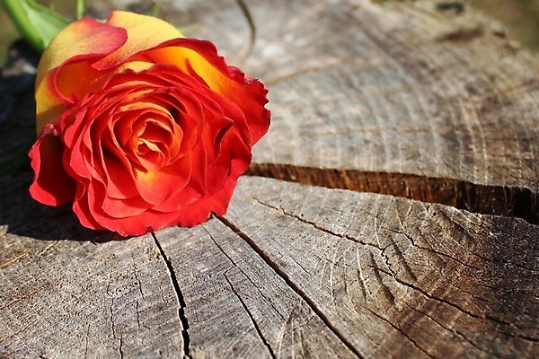 포토 JPG 해외이미지 나무 디자인 기념일 꽃 꽃다발 결혼 꽃무늬 엄마 날씨 발렌타인데이 사랑 사람없음 목재 장식 빨간색 축하 심볼 낭만주의 어머니의날 해외202004 해외포토 식물 감정 컬러 컨셉 무늬 재료 가족 데이이벤트 이벤트 미국문화 파일형식 이미지허브