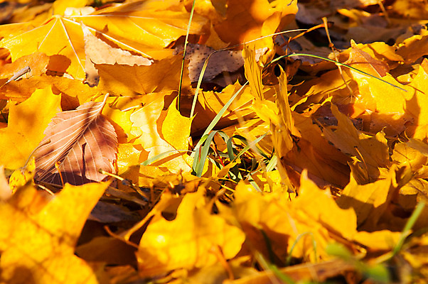 포토 JPG 해외이미지 나무 계절 공원 도로 줄기 백그라운드 단풍 잎 오렌지 자연 표면 거리 바닥 건조 풍경 사람없음 야외 목재 빨간색 갈색 노란색 쌓기 환경 검은색 덮개 가을 바위 황금 닫기 숲 9월 11월 땅 다발 질감 순환 심플 장면 10월 땅바닥 방법 많음 해외202004 해외포토 식물 공공시설 길 컬러 컨셉 과일 재료 교통시설 모션 뚜껑 돌_바위 날짜 생태계 파일형식 이미지허브