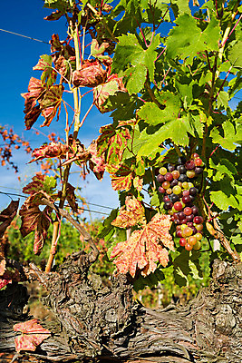 포토 JPG 해외이미지 식물 잎 밭 농업 과일 자연 풍경 사람없음 야외 빨간색 세로 초록색 파란색 태양 농장 와인 맑음 성장 시골 포도밭 양조장 해외202004 해외포토 자연요소 산업 컬러 날씨 주류 생태계 파일형식 이미지허브