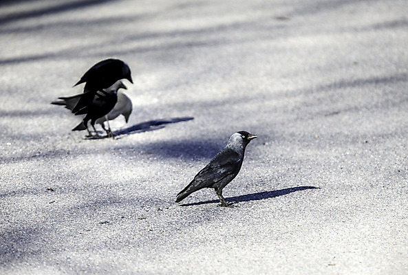 포토 JPG 해외이미지 유럽 조류 스웨덴 사람없음 해외202004 해외포토 동물 나라 북유럽 파일형식 이미지허브