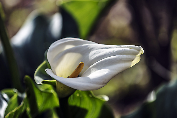 포토 JPG 해외이미지 식물 실루엣 꽃다발 잎 꽃무늬 자연 날씨 휴식 그림자 선물 사랑 사람없음 햇빛 노란색 새싹 정원 화목 힘 봄 활발 에너지 성장 흰색 시골 인사 달콤 향수 향기 냄새 꽃가루 부드러움 고립 돌봄 해외202004 해외포토 계절 꽃 감정 컬러 컨셉 무늬 모션 촬영기법 태양 화장품 예절 감각 맛 가루 생태계 파일형식 이미지허브