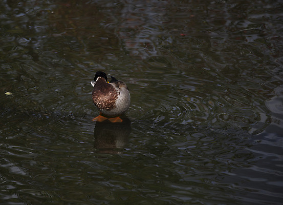 포토 JPG 해외이미지 동물 한마리 1 남자 아시아 호수 야생동물 아프리카 자연 조류 영국 오리 아메리카 사람없음 야외 초록색 강 갈색 머리 환경 검은색 수영 회색 연못 스페인 보호 습지 깃털 사냥 부리 물새 루마니아 모로코 칠면조 청둥오리 폴란드 내추럴 튀니지 해외202004 해외포토 유럽 나라 컬러 컨셉 사람 신체부위 수상스포츠 대륙 생태계 파일형식 이미지허브
