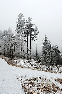 포토 JPG 해외이미지 나무 계절 공원 도로 길 여행 겨울 자연 하늘 날씨 거리 풍경 사람없음 야외 목재 빛 냉동 얼음 추위 흰색 시골 숲 시원함 12월 서리 장면 방법 눈내림 해외202004 해외포토 자연요소 식물 공공시설 컬러 재료 교통시설 눈_날씨 날짜 생태계 파일형식 이미지허브