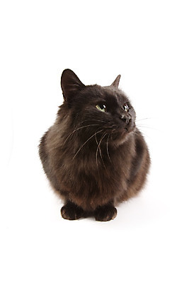 포토 JPG 해외이미지 포유류 털 사람없음 반려동물 검은색 고양이 흰색 모피 솜털 고립 해외202004 해외포토 동물 컬러 파일형식 이미지허브