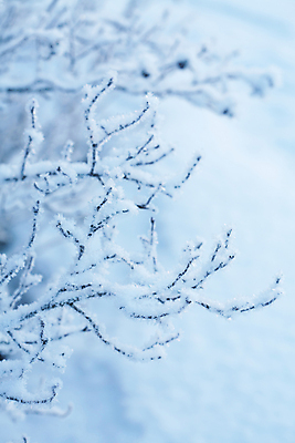 포토 JPG 해외이미지 주간 겨울 자연 근접촬영 사람없음 야외 아웃포커스 나뭇가지 눈 겨울풍경 해외202004 해외포토 자연요소 나무 계절 뷰포인트 날씨 촬영기법 풍경 생태계 파일형식 이미지허브