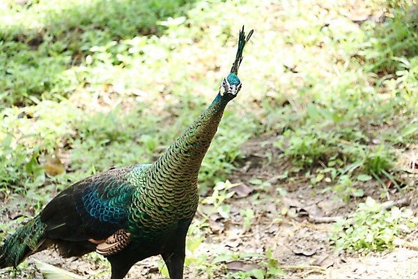 포토 JPG 해외이미지 나무 동물 1 야생동물 백그라운드 잎 오렌지 노래 자연 조류 휴식 종류 앉기 사람없음 야외 빨간색 초록색 여름 파란색 우주 봄 회색 바위 흰색 나뭇가지 공작 묘사 싱글 생물학 서식지 생태학 해외202004 해외포토 식물 계절 교육 음악 컬러 컨셉 과일 모션 돌_바위 생태계 파일형식 이미지허브