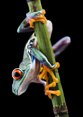 포토 JPG 해외이미지 한마리 야생동물 검은배경 실내 매달리기 양서류 사람없음 청개구리 잎줄기 해외202004 해외포토 동물 1 줄기 백그라운드 모션 개구리 내부 검은색 파일형식 이미지허브