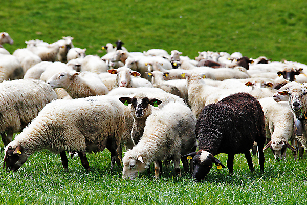 포토 JPG 해외이미지 동물 라이프스타일 응시 계절 밭 농업 자연 산 건강 풍경 사람없음 야외 초록색 여름 농장 농경지 봄 시골 양 그룹 소 군중 숲 방목 내추럴 밭일 생태학 슬로바키아 해외202004 해외포토 시선 교육 유럽 산업 컬러 포유류 사람 생활 축산업 생태계 파일형식 이미지허브