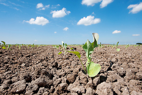 포토 JPG 해외이미지 식물 산업 음식 농업 채소 풍경 사람없음 봄 성장 작업 네덜란드 심기 파종 해외202004 해외포토 계절 유럽 모션 농사 파일형식 이미지허브