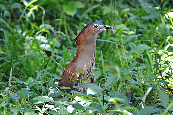 포토 JPG 해외이미지 나무 동물 여자 남자 아시아 얼굴 야생동물 백그라운드 날개 자연 조류 사람없음 야외 목재 가로 초록색 컬러풀 머리 환경 나뭇가지 막대기 닫기 숲 왜가리 깃털 꼬리 부리 서식지 생태학 이국적 해외202004 해외포토 식물 교육 나라 컬러 재료 모션 사람 신체부위 생태계 파일형식 이미지허브