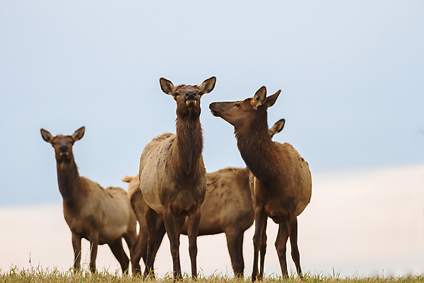 포토 JPG 해외이미지 나무 동물 계절 공원 여자 야생동물 백그라운드 겨울 밭 포유류 자연 털 사람없음 야외 목재 초록색 갈색 달러 추위 가을 흰색 나뭇가지 시골 황무지 티켓 숲 꼬리 사냥 동물상 삼림지대 아기사슴 암사슴 해외202004 해외포토 식물 공공시설 새끼 컬러 돈 농업 재료 사슴 사람 조형물 암컷 생태계 파일형식 이미지허브