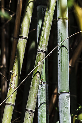 포토 JPG 해외이미지 나무 식물 디자인 문화 벽 줄기 백그라운드 잎 패턴 자연 지팡이 건조 동양인 사람없음 목재 세로 초록색 울타리 햇빛 정원 일본 힘 활발 에너지 성장 흰색 신선 원형 막대기 닫기 숲 대나무 유기농 질감 봉 내추럴 고립 완전 해외202004 해외포토 도형 웰빙 아시아 컬러 컨셉 무늬 재료 모션 인종 담장 태양 생태계 파일형식 이미지허브