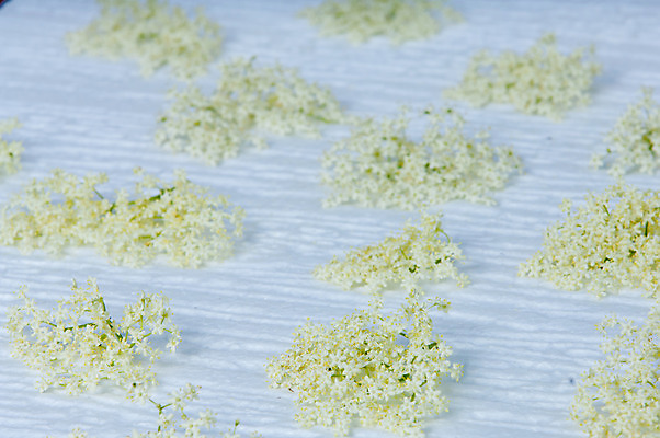 포토 JPG 해외이미지 식물 꽃잎 꽃 유럽 음식 백그라운드 잎 꽃무늬 자연 사람없음 야외 초록색 여름 노란색 정원 검은색 주스 봄 벚꽃 흰색 나뭇가지 신선 개화 허브 내추럴 깊이 해외202004 해외포토 나무 계절 나라 음료 컬러 무늬 생태계 파일형식 이미지허브